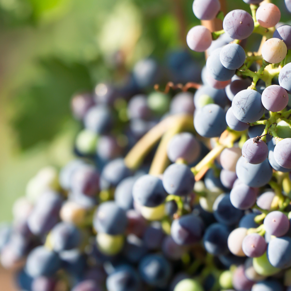La Rioja recibe más de 3,2 millones de euros en ayudas a inversiones dentro del programa "Intervención Sectorial del Vino"